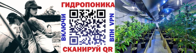 Марихуана OG Kush Гвардейск